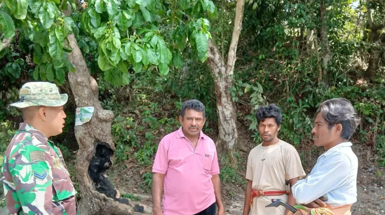 Babinsa Dorong Petani Desa Harona Kalla Percepat Tanam Padi