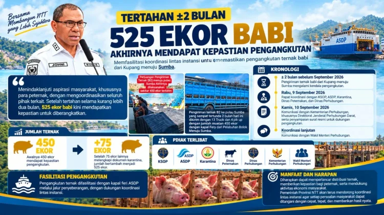 Pemprov NTT Pastikan 525 Babi Berangkat menuju Sumba