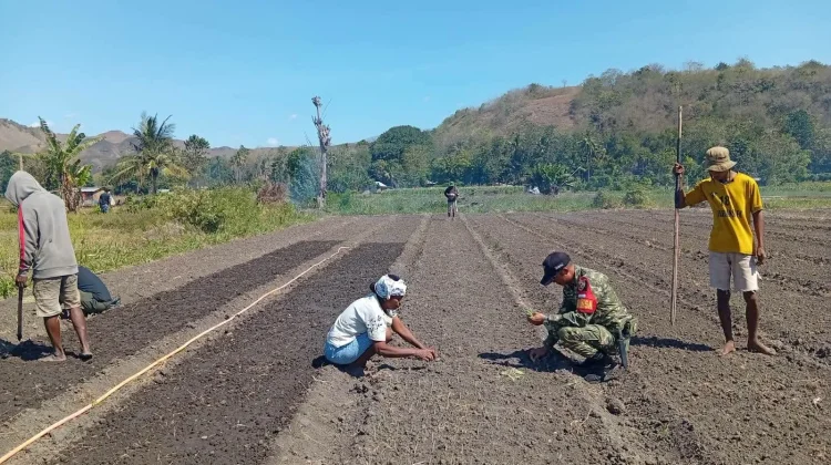 Dukung Swasembada Pangan,Babinsa Waingapu Dampingi Warga Tanam Bawang
