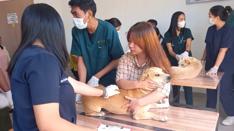RSHP Undana Seleksi Ketat Hewan untuk Sterilisasi Massal
