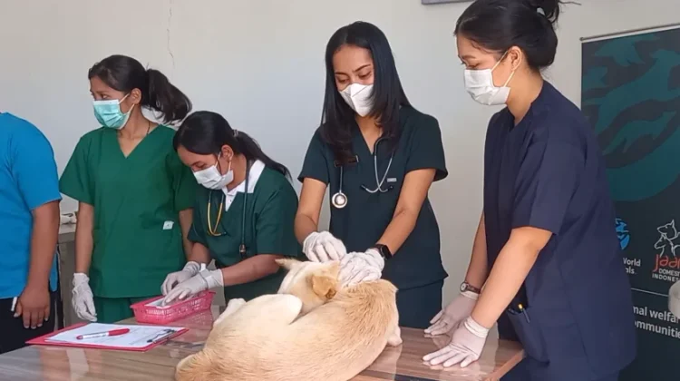 Peringati Dies Natalis dan World Rabies Day, RSHP Undana Sediakan 50 Vaksin Gratis