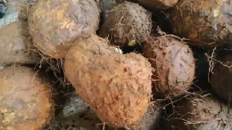 Porang, Tanaman Bernilai Ekonomi bagi Rakyat NTT