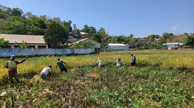 Produksi Padi Meningkat, Kesejahteraan Petani Sulamanda Ikut Terdorong