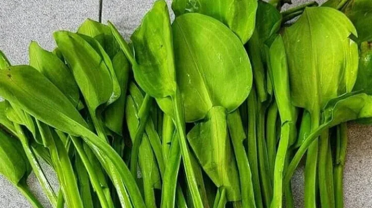 Mengenal Genjer, Sayuran Tradisional yang Kaya Nutrisi
