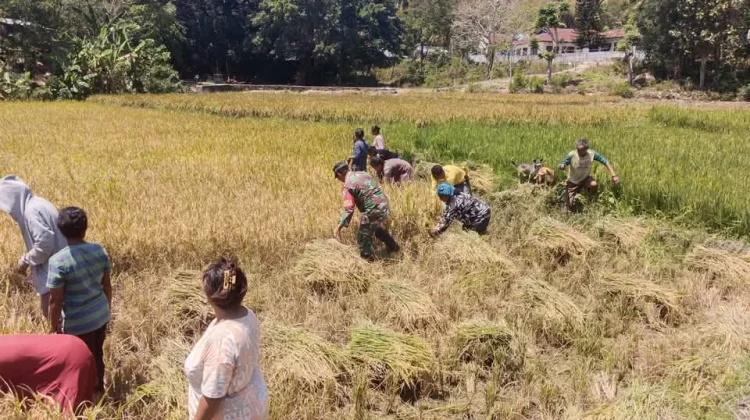 Babinsa Dorong Warga Wujudkan Kerja Gotong Royong Kelompok Petani