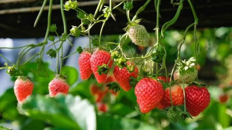 Cara Menanam Buah Stroberi di Rumah