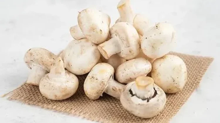 Jamur Kancing dan Mmanfaatnya untuk Tubuh