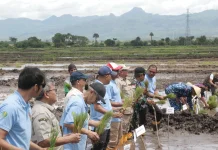Gerakan Tanam Padi Serentak Perkuat Swasembada Pangan NTT