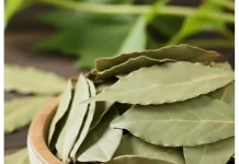 Manfaat Daun Salam Untuk Kesehatan