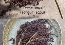 Sabu Raijua Jadikan Sorgum Pilar Ketahanan Pangan