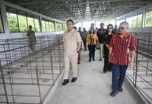 Bupati Kupang Tekankan Peningkatan Kualitas Ternak Babi
