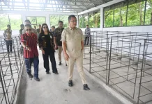 Pengembangan Bibit Babi Dorong PAD dan Kesejahteraan Peternak