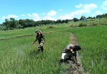 Babinsa Katikutana Dorong Petani Tingkatkan Swasembada  Pangan