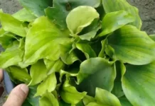 Daun Kencur: Ramuan Alami Kaya Khasiat Kesehatan