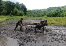 Babinsa Koramil Tabundung Bantu Petani Bajak Sawah