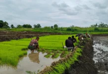 Babinsa Katikutana Bantu Petani Wujudkan Ketahanan Pangan