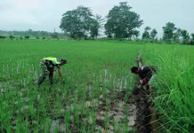 Babinsa Katikutana Dampingi Petani Tingkatkan Perawatan Padi Sawah