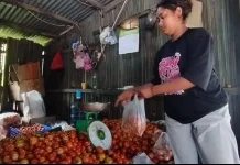 Jelang Lebaran, Harga Tomat Stabil
