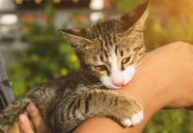 Alasan Kucing Sering Menggigit Tangan dan Kaki