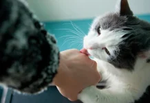 Alasan Kucing Sering Menjilat Pemiliknya