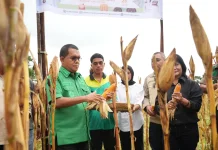 Dukung Ketahanan Pangan, Gubernur NTT Lakukan Panen Jagung