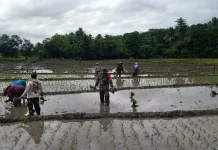 Babinsa Bantu Petani Oemataina Tebole