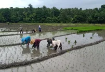 Babinsa Perkuat Gotong Royong Petani Tebole