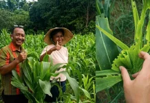 UPTD Laksanakan Evaluasi OPT UGF Jagung Fatukoa