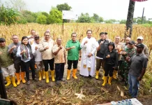 Gubernur Pimpin Panen Jagung Bersama di Naibonat