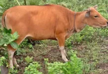 Prosedur Ketat Karantina Menjadi Syarat Mutlak Menjaga Kualitas Sapi Unggulan