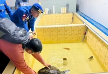 Penyelamatan Penyu Sisik di Perairan Labuan Bajo