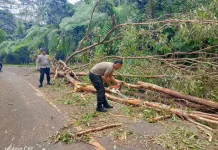 Tanggap Bencana Brimob Polda NTT Bersihkan Jalur Trans Flores