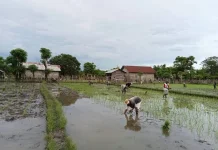 Babinsa Koramil 1601 - 06/Karera Bantu Petani Tanam Padi di Desa Praimadita