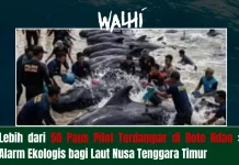 Terdamparnya Puluhan Paus Pilot di Rote, Peringatan Ekologis Laut NTT