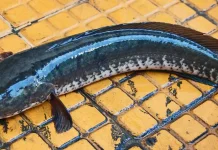 Ikan Gabus Miliki Manfaat Besar Bagi Pasien Pasca Operasi