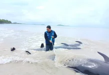 Puluhan Paus Pilot Terdampar Massal di Rote Penyebab Masih Dikaji