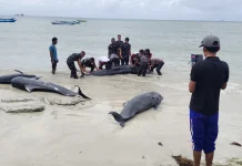 Cuaca Buruk Diduga Sebabkan Paus Terdampar