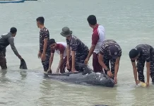 Tim Selamatkan Puluhan Paus Pilot di Rote