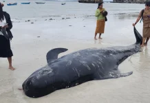 Puluhan Paus Pilot Mati Terdampar di Rote