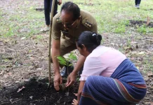 Bupati dan Wakil Bupati Tanam Kopi Robusta Sumba