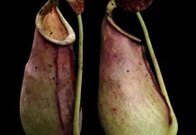 Penemuan Kantong Semar Baru Perkaya Flora Indonesia