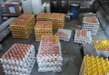 Stok Telur Peternak Kabupaten Kupang Terbatas jelang Lebaran