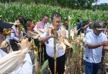 Bupati Kupang Panen Perdana Jagung di Desa Silu