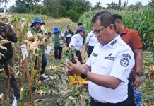 Bupati Kupang Panen Perdana Jagung Program Ketahanan Pangan Desa