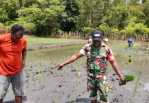 Babinsa Koramil Pahunga Lodu Dampingi Petani Tanam Padi