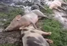 Virus ASF Kembali Serang Ternak Babi di Sumba Barat