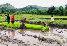 Babinsa Koramil 06/Karera Monitoring Wilayah Bantu Warga Cabut Bibit Padi