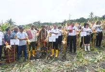 Panen Perdana Jagung di Desa Silu Hasilkan 40 Ton
