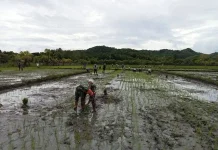 Babinsa Karera Dampingi Petani Tanam Padi di desa Ananjaki
