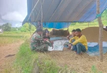 Babinsa Loli Dorong Petani Perkuat Ketahanan Pangan